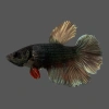 Петушок Халф Мун Самка (курочка) Черный Метал (Betta splendens halfmoon FEMALE)