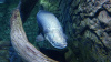 Арапаима гигантская (лат. Arapaima gigas) 10-15 см (малек)