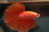 Петушок Супер Дельта оранжевый самец (Betta male Super Delta orange)