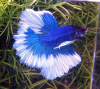 Петушок Супер Дельта синяя бабочка  самец (Betta splendens Super Delta blue white)