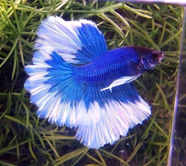 Петушок Супер Дельта синяя бабочка  самец (Betta splendens Super Delta blue white)