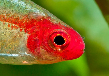 Родостомус, Тетра красноносая  (Hemigrammus rhodostomus, Hemmigrammus bleheri)