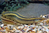 Макрогнатус Чернолинейный  (Macrognathus aral)  7-8 см