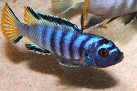 Цихлида Элонгатус псевдотрофеус Мпанга (pseudotropheus elongatus mpanga)