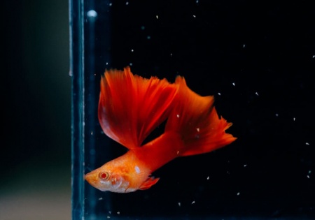 Гуппи полностью красный альбинос (Guppy Full Red albino)