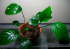 Анубиас Габон (Anubias sp Gabon)