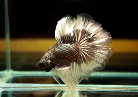 Петушок Халф Мун черный бабочка самец (Betta splendens Halfmoon black Butterfly)