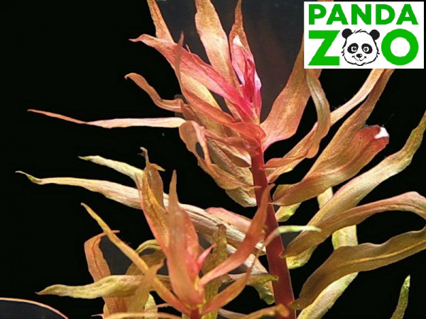 Ammannia gracilis- Аммания изящная L020