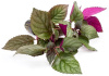 Хемиграфис цветной экзотика (Hemigraphis colorata)