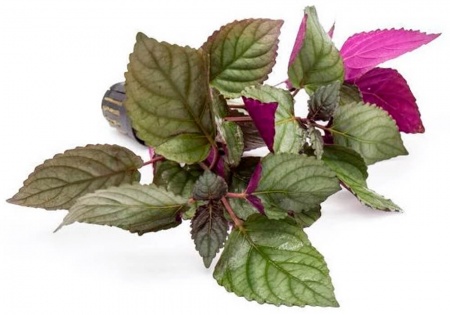 Хемиграфис цветной экзотика (Hemigraphis colorata)