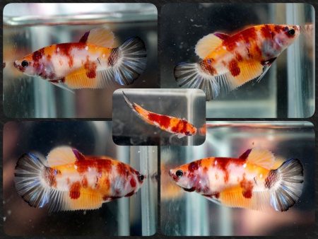 Петушок плакат Ассорти (Betta fish male)