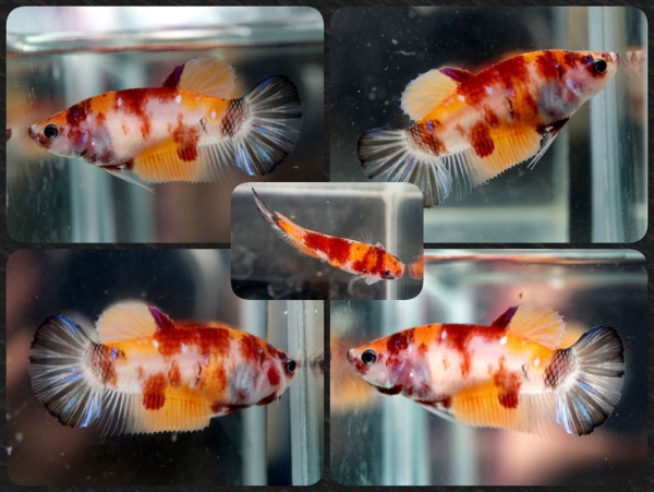 Петушок плакат Ассорти (Betta fish male)