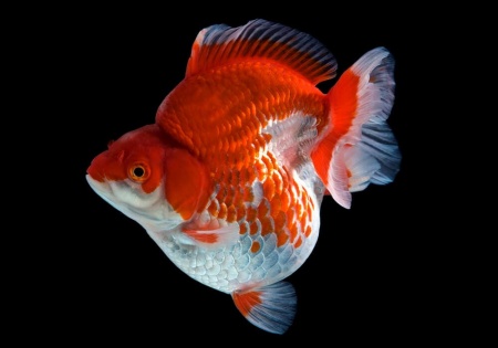 Риукин красно-белый короткохвостый (Goldfish Ryukin white & Red short tail)