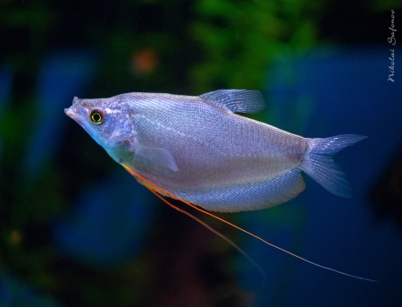Гурами Лунный (Trichogaster microlepis) 5 см