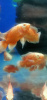 Цихлида Астронотус Красный 5 см  (astronotus-ocellatus Red)