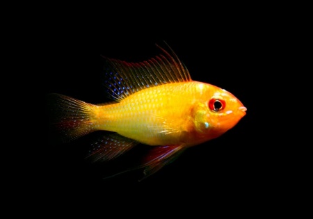 Цихлида Апистограмма Рамирези золотая (apistogramma ramirezi var-gold)