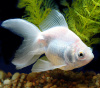 Риукин белый с широким хвостом (Goldfish Ryukin whit-broad tail)