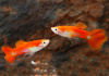 Гуппи красный блондин (Guppy Blond red)