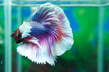 Петушок Халфмун Дамбо розовый самец (betta-dumbo-pink-male)