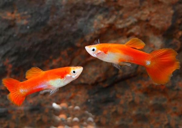 Гуппи красный блондин (Guppy Blond red)