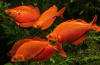 Глоссолепис красный (Glossolepis incisus)