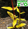 Ammannia Capitellata- Амманния Капителлата L140
