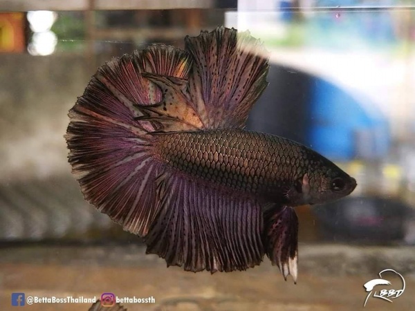 Петушок Супер Дельта черный дракон самец (betta-MALE super-delta-black-)
