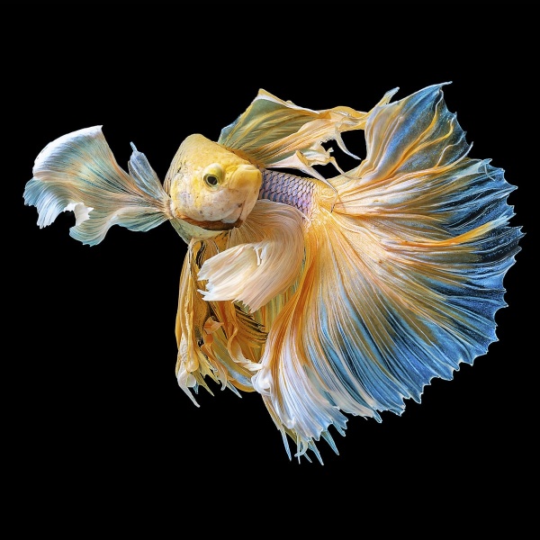 Петушок ХалфМун Дамбо желтый самец (Betta-splendens-Super-Delta-Dumbo-E)