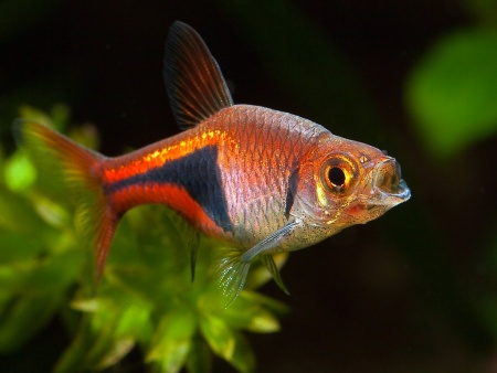 Расбора Клинопятнистая (Trigonostigma Heteromorpha)