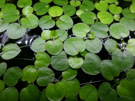 Лимнобиум (Limnobium sp.)