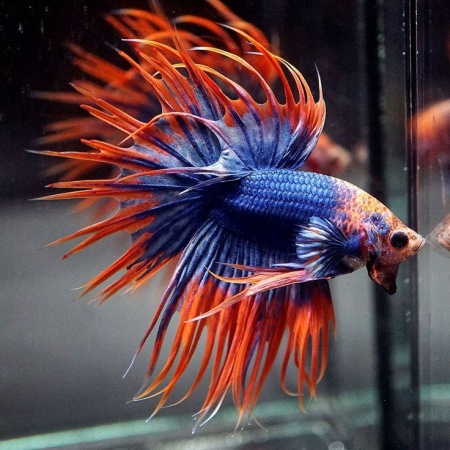 Петушок Коронохвостый пурпурно оранжевый самец (Betta Fish Male Purple crown-tail)