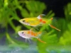 Гуппи Эндлера Золотой (Guppy) Самец