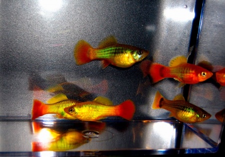 Пецилия пестрая радужная (Xiphophorus variatus sunset rainbow Platy)