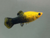 Моллинезия черно-желтая (Poecilia latipinna Gold and Black Molly fish) 4,5-4,8 см