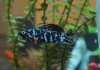 Моллинезия Долматинец парусный (Poecilia latipinna)