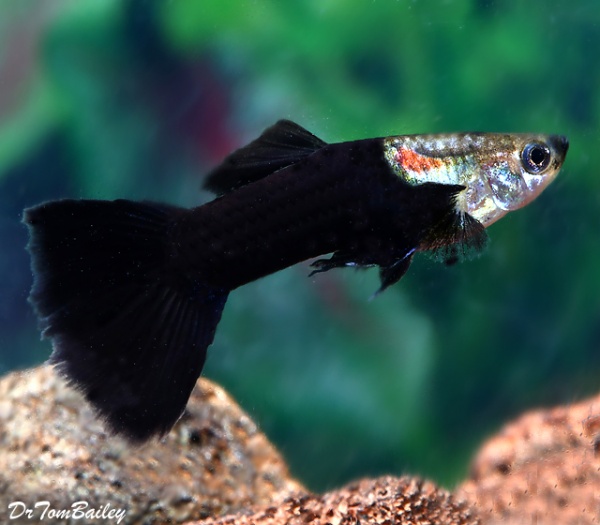 Гуппи черный монах (Guppy black smoking)