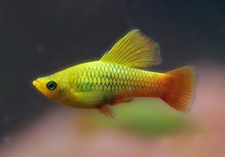Пецилия золотой попугай  (Xiphophorus maculatus sunset sailfin)