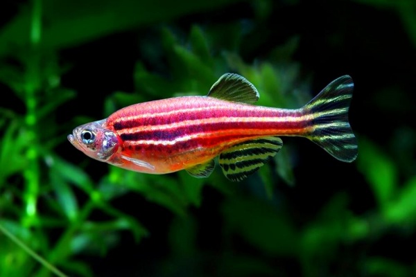 Данио рерио Глофиш коралловый (Danio rerio glofish)