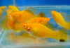 Моллинезия оранжевая альбино парусный (Poecilia velifera Gold Molly sailfin)