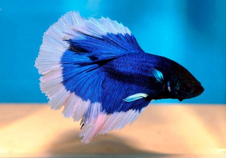 Петушок Супер Дельта синяя бабочка  самец (Betta splendens Super Delta blue white)