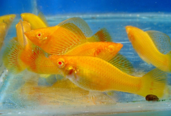 Моллинезия оранжевая альбино парусный (Poecilia velifera Gold Molly sailfin)