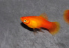 Пецилия солнечная закат (Xiphophorus maculatus sunset Platy) сансэт