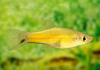 Меченосец Лимонный (Xiphophorus helleri lemon)