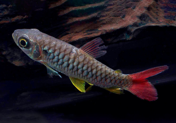 Тетра Хальцеус Краснохвостый (Chalceus macrolepidotus)