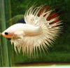 Петушок Коронохвостый белый самец (betta-crown-tail-white)