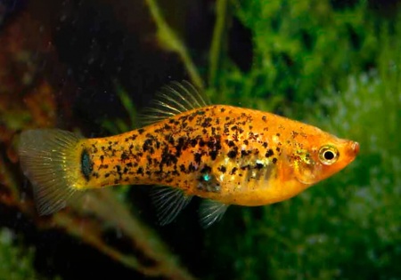 Меченосец Миллера ( Xiphophorus milleri)