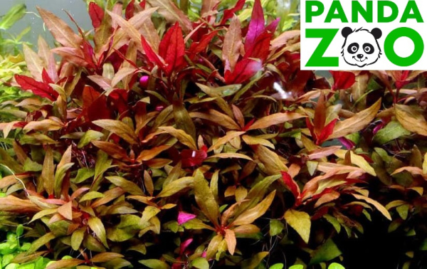  Альтернантера рейнеки вариегата Alternanthera reinecki variegated L017