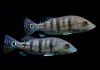 ЦИХЛА АЗУЛ  (Cichla Azul piquiti) 4-4,5 см