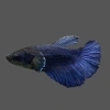 Петушок Халф Мун самка (курочка) Синяя (Betta splendens halfmoon  FEMALE)