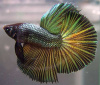 Петушок Халф Мун медный самец (Betta male Halfmoon Copper)